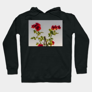 Red roses against summer evening sun Hoodie